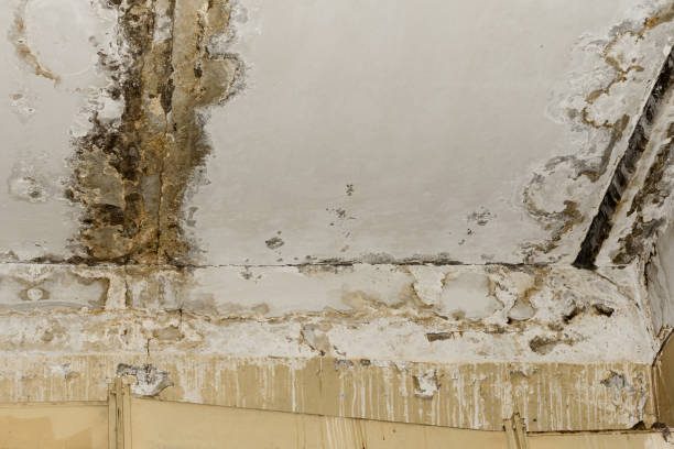  Chittenango, NY Mold Remediation Pros